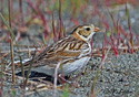 calcarius lapponicus